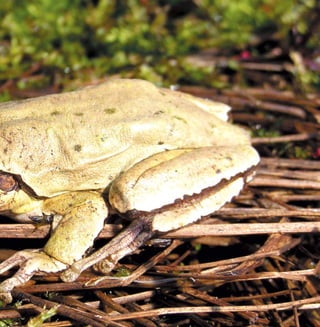 57
Цікаве про тварин Чернігівщини
 