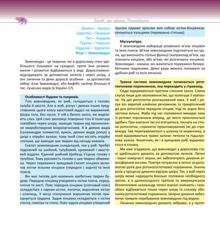 Цікаве про тварин Чернігівщини
58
Домен – Ядерні
Царство – Тварини
Тип – Хордові
Підтип – Черепні
Надклас – Щелепні
Клас – Земноводні
Земноводні - це тварини, які в дорослому стані зде-
більшого поширені на суходолі, проте їхнє розмно-
ження і розвиток відбуваються у воді. Доросліземно-
воднідихають за допомогою легенів і через шкіру, а
їхні личинки та деякі дорослі особини - за допомогою
зябер. Клас Земноводні, або Амфібії, налічує близько 4
тис. сучасних видів (в Україні-17).
Особливості будови та покривів.
Тіло земноводних, як іриб, складається з голови,
тулуба й хвоста. Але в жаб, ропух і деяких інших пред-
ставників цього класу хвостовий відділ не виражений.
Шкіра гола, без лусок. У ній є багато залоз, які виділя-
ють слиз. Цей слиз зволожує поверхню тіла й полегшує
газообмін через шкіру, захищає тварин від проникнен-
ня хвороботворних мікроорганізмів. А в деяких видів
(саламандри плямистої, кумок, деяких видів ропух) у
шкірі є отруйні залози, тому їхній слиз містить отруйні
сполуки, що захищає цих тварин від нападу хижаків.
Скелет земноводних складніший, ніж у риб. Хребет
поділений на шийний, тулубовий, крижовий і хвосто-
вий відділи. Єдиний шийний хребець з’єднує голову з
тулубом. Тому рухливість голови у цих тварин обмеже-
на. Череп переважно хрящовий.Скелет кінцівок вклю-
чає кістки вільних кінцівок (передніх і задніх) та їхніх
поясів.
Він має типову для наземних хребетних тварин бу-
дову. Передню кінцівку утворюють кістки плеча, перед-
пліччя та кисті. Пояс передніх кінцівок (плечовий пояс)
складається з парних кісток: лопаток, воронячих кісток
і ключиць. У місці сполучення воронячих кісток при-
єднується грудина. Задня кінцівка складається з кісток
стегна, гомілки та стопи. Пояс задніх кінцівок утворений
трьома парами зрослих між собою кісток.Кінцівкиза-
кінчуються пальцями (переважно п’ятьма).
Мускулатура.
У земноводних найкраще розвинені м’язи кінцівок
та їхніх поясів. М’язи земноводних поділяються на гру-
пи, що виконують спільні функції (наприклад,м’язи, що
згинають кінцівки, або м’язи, які розгинають кінцівки).
Земноводні - хижаки, які живляться переважно безхре-
бетними тваринами. Деякі види можуть полювати на
дрібних риб та їхніх личинок.
Травна система земноводних починається рото-
глотковою порожниною, яка переходить у стравохід.
Сюди відкриваються протоки слинних залоз. Слина
слугує лише для зволоження їжі, що полегшує її ковтан-
ня. На дні ротоглотки розташований язик. У жаб і ро-
пух він вкритий клейкою речовиною та прикріплений
до дна ротоглотки переднім кінцем, тоді як задня його
частина вільна. Жаба під час полювання викидає язик
із ротової порожнини вперед, до якого приклеюється
здобич. При ковтанні їжі очі втягуються, тиснуть на стін-
ки ротоглотки, сприяючи проштовхуванню їжі до стра-
воходу. Їжа перетравлюється у шлунку та кишечнику, в
який відкриваються травні залози: печінка та підшлун-
кова залоза. Кишечник, як і в хрящових риб, відкрива-
ється в клоаку.
Ми иже згадували, що земноводні у дорослому ста-
ні здебільшого дихають за допомогою легенів. Легені
- парні комірчасті мішки, які забезпечують дихання ат-
мосферним киснем. Повітря потрапляє в легені за допо-
могою рухів дна ротоносоглоткової порожнини. Значну
роль у процесах дихання відіграє шкіра. Так, у жаб через
шкіру може надходити близько половини необхідного
кисню, а в далекосхідного тритона та американських
безлегеневих саламандр легені взагалі зникають і газо-
обмін відбувається тільки через шкіру та слизову обо-
лонку ротоглоткової порожнини. Шкірне дихання забез-
печує тривале перебування земноводних під водою.
Личинки земноводних дихають зябрами, а у проте-
 