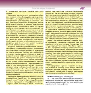 59
Цікаве про тварин Чернігівщини
їв і сиренів зябра зберігаються протягом усього життя
тварини.
Кровоносна система личинок земноводних побудо-
вана так само, як і в риб:серцедвокамерне, одне коло
кровообігу. Але в дорослих земноводних серце має
вже три камери (два передсердя та шлуночок, є два
кола кровообігу). Передсердя, скорочуючись, виштов-
хують кров до шлуночка. Зі шлуночка кров потрапляє
в основні артерії і розноситься по всьому тілу. Частина
крові зі шлуночка надходить до легеневих артерій і ле-
генів. Там вона збагачується киснем, і по венах артері-
альна кров повертається до лівого передсердя. Це мале
коло кровообігу. Решта крові зі шлуночка надходить до
всіх інших органів. Там вона віддає кисень і стає веноз-
ною. Венозна кров повертається у праве передсердя.
Так утворюється велике колокровообігу. Крім венозної
крові, в правий шлуночок по шкірних венах потрапляє й
артеріальна кров. Таким чином, у правому передсерді
венозна та артеріальна кров змішуються.
Внутрішня поверхня шлуночка має багато комірчин.
Змішана кров (з правого передсердя) та артеріальна (з
лівого) окремими порціями заповнює їх на короткий
час і вже не змішується. Унаслідок цього найбідніша на
кисень кров надходить до легенів, змішана - до різних
внутрішніх органів, найбільш насичена киснем - до го-
ловного мозку. Для дихання атмосферним киснем тре-
ба набагато більше дихального пігменту гемоглобіну,
ніж для дихання киснем, розчиненим у воді. Тому ери-
троцити (червоні клітини крові) у земноводних утворю-
ються не лише в селезінці, як у риб, а й у червоному
кістковому мозку, який характерний тільки для назем-
них хребетних тварин. Як і риби, земноводні належать
до холоднокровних тварин. При зниженні температури
активність цих тварин знижується і вони можуть впада-
ти у неактивний стан.
Нервова система земноводних складається з тих са-
мих відділів, що й у риб. Але в них краще розвинений
передній мозок. У ньому, на відміну від риб, розміщені
півкулі, які відповідають за складні форми поведінки.
Органи чуттів земноводних досить різноманітні,
оскільки в них є як органи, характерні для мешканців
водойм, так і такі, що притаманні наземним тваринам.
Так, у земноводних, як і в риб, є бічна лінія. У жаб вона
розвинена лише на стадії личинки (пуголовка), а у ви-
дів, які постійно мешкають мохом у водоймах (деякі
хвостаті земноводні), зберігається протягом усього жит-
тя. А ось очі земноводних пристосовані до функціону-
вання на суходолі: вони допомагають тваринам краще
орієнтуватися в навколишньому просторі і знаходити
об’єкти живлення. Але сприймають вони лише предме-
ти, що рухаються. Від пересихання очі захищені трьома
повіками (верхньою, нижньою та миготливою перетин-
кою). У земноводних розвинений кольоровий зір. Очі у
жаби опуклі й розташовані над поверхнею голови. Це
дає змогу тварині перебувати у воді й спостерігати за
тим, що відбувається поза водним середовищем.
Органи слуху земноводних здатні сприймати звуки,
які поширюються в наземному середовищі. Тому, крім
внутрішнього вуха, вони мають ще й середнє. До його
складу входить слухова кісточка й барабанна перетин-
ка. Вона відокремлює заповнену повітрям порожнину
середнього вуха від довкілля. Звукові коливання через
барабанну перетинку і слухову кісточку передаються на
внутрішнє вухо. Саме там розташовані чутливі клітини,
які сприймають звуки. З внутрішнім вухом пов’язаний і
орган рівноваги. Чутливі клітини, які слугують смакови-
ми рецепторами, розташовані в земноводних на язиці
та у ротовій порожнині. Чутливі клітини у шкірі земно-
водних сприймають хімічні речовини, дотик, зміни тем-
ператури.
Регенерація добре виражена у хвостатих земновод-
них (особливо в личинок), у яких можуть відновлю-
ватись хвіст, кінцівки, кишечник, легені, око тощо. А в
дорослих жаб, ропух й інших безхвостих земноводних
здатність до регенерації виражена слабше.
Особливості поведінки земноводних.
Як і у риб, поведінка земноводних пов’язана з різ-
номанітними інстинктами (мисливськими, захисними,
турботою про нащадків тощо). Але у них досить легко
виробляються й умовні рефлекси.
 