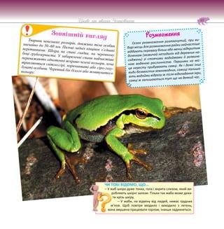61
Цікаве про тварин Чернігівщини
ЧИ ТОБІ ВІДОМО, ЩО...
– У жаб шкіра дуже тонка, гола і вкрита слизом, який ви-
робляють шкірні залози. Тільки так жаба може диха-
ти крізь шкіру.
– У жаби, на відміну від людей, немає грудних
м’язів. Щоб повітря входило і виходило з легень,
вона змушена працювати горлом, інакше задихнеться.
Тварини невеликих розмірів, довжина тіла особин
звичайно до 50–60 мм. Пальці задніх кінцівок з’єднані
перетинками. Шкіра на спині гладка, на черевному
боці грубозерниста. У забарвленні спини найчастіше
переважають однотонні яскраво-зелені кольори, хоча
трапляються світло-сірі, коричнюваті або сіро-голу-
буваті особини. Черевний бік білого або жовтуватого
кольору.
Зовнішній вигляд Розмноження
Сезон розмноження розтягнутий, при ви-
борі місць для розмноження райки найчастіше
віддають перевагу більш або менш відкритим
ділянкам (зазвичай неподалік від деревних на-
саджень) зі стоячими водоймами й розвине-
ною водяною рослинністю. Першими на міс-
ця нересту прибувають самці. Як і деякі інші
види безхвостих земноводних, самиці полиша-
ють водойми відразу ж після відкладання ікри,
самці ж залишаються тут ще на деякий час.
 