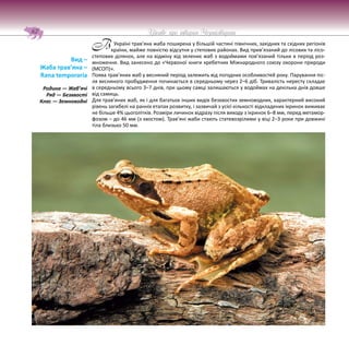 Цікаве про тварин Чернігівщини
62
Україні трав’яна жаба поширена у більшій частині північних, західних та східних регіонів
країни, майже повністю відсутня у степових районах. Вид прив’язаний до лісових та лісо-
степових ділянок, але на відміну від зелених жаб з водоймами пов’язаний тільки в період роз-
множення. Вид занесено до «Червоної книги хребетних Міжнародного союзу охорони природи
(МСОП)».
Поява трав’яних жаб у весняний період залежить від погодних особливостей року. Парування піс-
ля весняного пробудження починається в середньому через 2–6 діб. Тривалість нересту складає
в середньому всього 3–7 днів, при цьому самці залишаються у водоймах на декілька днів довше
від самиць.
Для трав’яних жаб, як і для багатьох інших видів безхвостих земноводних, характерний високий
рівень загибелі на ранніх етапах розвитку, і зазвичай з усієї кількості відкладених ікринок виживає
не більше 4% цьоголітків. Розміри личинок відразу після виходу з ікринок 6–8 мм, перед метамор-
фозом – до 46 мм (з хвостом). Трав’яні жаби стають статевозрілими у віці 2–3 роки при довжині
тіла близько 50 мм.
Вид –
Жаба трав’яна –
Rana temporaria
Родина — Жаб’ячі
Ряд — Безхвості
Клас — Земноводні
В
 