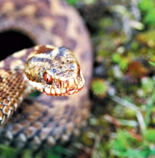 65
Цікаве про тварин Чернігівщини
 