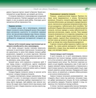 67
Цікаве про тварин Чернігівщини
довно з’єднаних гортані, трахеї та бронхів. Трахея роз-
галужується на два бронхи, що заходять до легень.
У плазунів порівняно із земноводними складніший
і механізм дихання. Повітря надходить до легень і ви-
ходить із них за рахунок рухів ребер. Унаслідок цього
змінюється об’єм порожнини тіла.
Нервова система.
У плазунів краще, ніж у земноводних, розвинені
півкулі головного мозку (передній мозок). Вони вкриті
сірою речовиною сукупністю тіл мільйонів нервових
клітин. Ця сіра речовина формує кору півкуль головно-
го мозку. Мозочок розвинений добре, що зумовлено
необхідністю координації (узгодження) складних ру-
хів.
Органи чуттів плазунів краще пристосовані до на-
земного способу життя, ніж у земноводних.
Очі також захищені трьома повіками (верхньою,
нижньою та миготливою перетинкою). За рахунок ру-
хів кришталика та зміни його форми плазуни добре
розрізняють предмети на різних відстанях. Органом
дотику слугує язик, який може далеко висуватися з ро-
тової порожнини. Також добре розвинені органи слу-
ху, рівноваги, нюху, смаку тощо.
Цікавий орган чуття виявлено у гримучих змій. У
них перед очима є заглиблення, здатне сприймати
зміни температури на 0,02 °С на відстанях до 15 см.
Цей орган допомагає гримучим зміям навіть у темряві
знаходити теплокровну здобич.
Складна будова головного мозку та органів чуттів
визначає і складну поведінку плазунів.
У ящірок спостерігають явище самокаліцтва. Якщо
схопити її за хвіст, то внаслідок сильного скорочення
м’язів один із хвостових хребців переламується й кі-
нець хвоста відпадає. Цей рефлекс має захисне зна-
чення, бо надає змогу тварині втекти від хижака, який
вхопив її за хвіст. Згодом втрачена частина хвоста від-
новлюється.
Розмноження і розвиток плазунів.
Плазуни - роздільностатеві тварини. Протоки ста-
тевих залоз відкриваються в клоаку. Запліднення
внутрішнє. Більшість плазунів відкладає яйця, вкриті
кількома оболонками,щозахищають зародок відвиси-
хання, проникнення шкідливих мікроорганізмів, меха-
нічних ушкоджень і забезпечують його газообмін. Такі
особливості будови яйця визначають прямий розвиток
плазунів, оскільки зародок у ньому забезпечений по-
живними речовинами, водою, киснем. Тому зародки
плазунів розвиваються не у водному середовищі, а на
суходолі. У деяких видів (ящірка-веретільниця, живо-
родна ящірки, гадюки) яйця затримуються у статевій
системі самки до моменту виходу малят. Як ви прига-
дуєте, це явище має назву яйцеживонародження.
У деяких плазунів добре виражена турбота про на-
щадків. Так, самки деяких крокодилів і сірого варана
охороняють кладку яєць від хижаків до моменту ви-
ходу з них молодих тварин.
Сезонні явища в житті плазунів.
У житті плазунів, як і в житті земноводних, можна
відзначити такі сезонні періоди: зимівля, розмножен-
ня та літня активність. Для зимівлі плазуни можуть ви-
користовувати різні місця. Так, болотяні черепахи зи-
мують на дні водойм, зарившись у мул. А змії, вужі та
ящірки зимовий період переживають у порожнинах у
ґрунті (норах гризунів, під пеньками дерев тощо), куди
можуть ховатися цілими групами. Упродовж усієї зими
вони, звісно, не живляться, а процеси обміну речовин
у них значно вповільнюються.
Навесні плазуни починають розмножуватися - від-
кладають яйця в ямки під камінням, пеньками тощо,
які добре прогріваються сонцем, бо тепло необхідне
для розвитку зародків. Розвиток прямий: із яєць на-
прикінці літа з’являються молоді особини.
У степах і пустелях надзвичайно висока температу-
ра спонукає тварин впадати в неактивний стан улітку.
 
