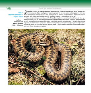 68 Цікаве про тварин Чернігівщини
вичайна гадюка не дуже небезпечна, вона нападає тільки в тому випадку, якщо людина на-
ступить на неї або ж необережно схопить рукою. На початку зими змії впадають у сплячку.
Коли температура повітря падає, змія закопується ще глибше, щоб сховатися від холоду. Часто
декілька змій разом ділять одне укриття. Довжина гадюки в середньому 60–80 см.
Новонароджені гадюки в кількості 5–20 особин подібні на мініатюрні копії батьків, їхня до-
вжина складає 9–16 см. Масове народження гадюк відбувається у серпні. З першої хвилини появи
на світ вони абсолютно самостійні та все ж декілька місяців залишаються з матір’ю. Дитинчата
харчуються черв’яками і комахами. У північних і центральних частинах ареалу самки приносять
потомство через рік. До зими молоді гадюки разом з дорослими особинами ховаються в трухля-
вих пнях або ж під корінням дерев.
Вид –
Гадюка звичайна –
Vipera berus
Родина —
Гадюкові змії
Ряд — Лускаті
Клас — Плазуни
З
 