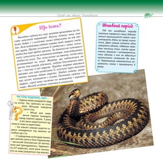 69
Цікаве про тварин Чернігівщини
ЧИ ТОБІ ВІДОМО, ЩО...
– Гадюка може роздувати груд-
ну клітку. Так, гріючись на сонці,
вона збільшує поверхню
свого тіла.
– Місце для зиму-
вання гадюки знаходять
серед коріння дерев. З року
в рік вони користуються од-
ними й тими ж укриттями.
– На півночі зимове укриття га-
дюки знаходиться під землею на
глибині до 2 м.
– У народному календарі маємо
два зміїних свята в Колі Сварожому
– весняний Благовісник (8 квітня),
коли змії прокидаються, і Здвижен-
ня (27 вересня), коли вони засина-
ють на зиму (ховаються під землю).
Шлюбний період
Під час шлюбного періоду
(квітень-травень) самці добива-
ються прихильності самок і вла-
штовують бійки за право злуча-
тися. Двоє самців стають один
навпроти одного, підвівши пере-
дню частину тіла, потім круж-
ляють довкола і штовхаються,
поки одному з них не вдасться
притиснути суперника до зем-
лі. Переможець намагається за-
цікавити самку і привернути її
увагу.
Звичайна гадюка все своє життя проводить на до-
сить невеликій території. Власну ділянку вона знає
дуже добре і з легкістю може відшукати на ній здо-
бич. Біля водоймищ гадюка ловить жаб, ящірок і водя-
них щурів. Проте основною її здобиччю є миші, земле-
рийки та інші дрібні гризуни. За допомогою чутливого
нюху і реагуючи на коливання повітря, змія відшуковує
здобич на землі. Так, вона полює на птахів, гнізда яких
розташовані на землі. Жертву, що наблизилася на
зручну для нападу відстань, гадюка блискавично ата-
кує і впускає в неї отруту. Нерідко жертві вдається
втекти, але змія наздоганяє її, оскільки через декілька
хвилин починає діяти отрута. Здобич гадюка заков-
тує цілою, починаючи з голови. Полюють гадюки і на
ящірок, серед яких частіше на живородну і веретен-
ницю. Молоді особини годуються комахами.
Що їсть?
 