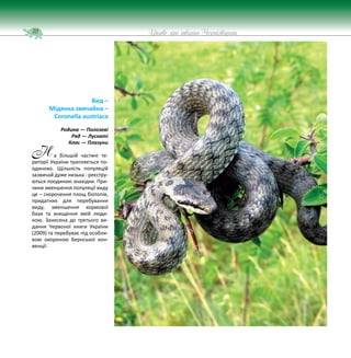 70 Цікаве про тварин Чернігівщини
Вид –
Мідянка звичайна –
Coronella austriaca
Родина — Полозеві
Ряд — Лускаті
Клас — Плазуни
а більшій частині те-
риторії України трапляється по-
одиноко. Щільність популяцій
зазвичай дуже низька - реєстру-
ються поодинокі знахідки. При-
чини зменшення популяції виду
це – скорочення площ біотопів,
придатних для перебування
виду, зменшення кормової
бази та знищення змій люди-
ною. Занесена до третього ви-
дання Червоної книги України
(2009) та перебуває під особли-
вою охороною Бернської кон-
венції.
Н
 