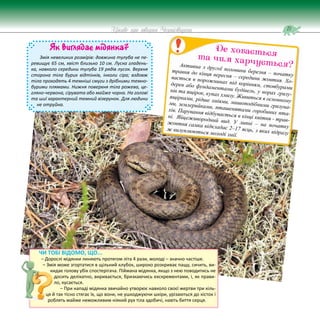 71
Цікаве про тварин Чернігівщини
Активна з другої половини березня – початку
травня до кінця вересня – середини жовтня. Хо-
вається в порожнинах під корінням, стовбурами
дерев або фундаментами будівель, у норах гризу-
нів та ящірок, купах хмизу. Живиться в основному
ящірками, рідше зміями, мишоподібними гризуна-
ми, землерийками, пташенятами горобиних пта-
хів. Парування відбувається в кінці квітня - трав-
ні. Яйцеживородний вид. У липні – на початку
жовтня самка відкладає 2–17 яєць, з яких відразу
ж вилуплюються молоді змії.
Де ховається
та чим харчується?
Як виглядає мідянка?
Змія невеликих розмірів: довжина тулуба не пе-
ревищує 65 см, хвіст близько 10 см. Луска гладень-
ка, навколо середини тулуба 19 рядів лусок. Верхня
сторона тіла бурих відтінків, інколи сіра; вздовж
тіла проходять 4 темніші смуги з дрібними темно-
бурими плямами. Нижня поверхня тіла рожева, це-
гляно-червона, сірувата або майже чорна. На голові
та шиї характерний темний візерунок. Для людини
не отруйна.
ЧИ ТОБІ ВІДОМО, ЩО...
– Дорослі мідянки линяють протягом літа 4 рази, молоді – значно частіше.
– Змія може згортатися в щільний клубок, широко розкриває пащу, сичить, ви-
кидає голову убік спостерігача. Піймана мідянка, якщо з нею поводитись не
досить делікатно, виривається, бризкаючись екскрементами, і, як прави-
ло, кусається.
– При нападі мідянка звичайно утворює навколо своєї жертви три кіль-
ця й так тісно стягає їх, що вони, не ушкоджуючи шкіри, урізаються до кісток і
роблять майже неможливим ніякий рух тіла здобичі, навіть биття серця.
 