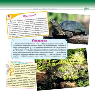 73
Цікаве про тварин Чернігівщини
Болотна черепаха всеїдна тварина. Харчується як
у воді, так і на суші. У воді раціон зазвичай склада-
ють молюски, личинки комах, дрібні ракоподібні. Іноді
полює на рибу та земноводних, але хребетні тварини
не є основним кормом черепахи. На суші полює на ко-
мах та багатоніжок. Крім того можуть харчувати-
ся рослинною їжею (водорості та вищі рослини), але
така їжа становить тільки невелику частину раціо-
ну. Зиму проводять у сплячці на дні водойми.
Що їсть?
Розмноження
Статевої зрілості досягають у віці 6 – 8 років, при довжині панцира 9 – 12
см. Парування проходить наприкінці квітня – на початку травня. З травня по
липень самиця відкладає по 9 – 12 яєць у ямку, глибиною 10 – 17 см, яку викопує
на березі подалі від води. Після відкладання яєць ямка закопується. Розміри яєць
28 – 33 мм, вага 7 – 8 г. На відміну від багатьох плазунів, яйця болотної черепахи
вкриті твердою оболонкою, як у птахів. Інкубаційний період 2 – 3 місяці. Молоді
черепашки, що мають дуже маленькі розміри (22 – 25 мм, вага близько 5 г), не
виходять з гніздової ямки, вони риють нірки від неї та залишаються у них до
весни.
ЧИ ТОБІ ВІДОМО, ЩО...
– У середні віки в країнах Європи
м’ясо болотної черепахи споживали,
особливо під час посту, оскільки
воно вважалось, як і м’ясо риби,
пісним. Зараз черепахи є попу-
лярним об’єктом для розведення
у тераріумах.
– Приносить користь, знищую-
чи личинок комарів та хворих риб. Болот-
на черепаха – санітар водойм. При всій
своїй спритності у воді їй вдається спійма-
ти лише хвору або поранену рибу, що в ці-
лому сприяє покращенню популяцій риб.
 