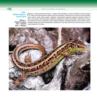 74 Цікаве про тварин Чернігівщини
дна з найпоширеніших ящірок – прудка, або звичайна, її можна побачити на більш-менш
сухих сонячних ділянках практично по всій Україні. Населяє сухі та сонячні схили пагорбів,
поля, узлісся, межі, сади, парки і вирубки. Схованками прудким ящіркам слугують нори, які
вони часто риють собі самотужки. Живиться комахами, їхніми личинками і черв’яками, знищу-
ючи велику кількість шкідливих комах. Ящірки бувають особливо рухливі в теплі сонячні дні, в
похмурі холодні дні вони малорухливі, ховаються в свої нірки або в інші затишні місця, а на всю
зиму впадають у сплячку.
Вид –
Ящірка прудка –
Lacerta agilis
Родина —
Справжні ящірки
Ряд — Лускаті
Клас — Плазуни
О
 