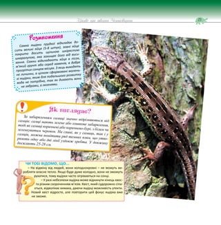 75
Цікаве про тварин Чернігівщини
За забарвленням самиці значно відрізняються від
самців: самці мають зелене або оливкове забарвлення,
тоді як самиці коричневі або коричнево-бурі, з білим чи
зеленкуватим черевом. На спині, як у самиць, так і у
самців, можна помітити ряд темних плям, що утво-
рюють одну або дві лінії уздовж хребта. У довжину
досягають 25-28 см.
Як виглядає?
ЧИ ТОБІ ВІДОМО, ЩО...
– На відміну від людей, вони холоднокровні – не можуть ви-
робляти власне тепло. Якщо буде дуже холодно, вони не зможуть
рухатися, тому ящірки часто зігріваються на сонці.
– У разі небезпеки ящірка може відкинути кінець хвос-
та різким скороченням м’язів. Хвіст, який судорожно сіпа-
ється, відволікає хижака, даючи ящірці можливість утекти.
Новий хвіст відросте, але повторити цей фокус ящірка вже
не зможе.
Розмноження
Самка ящірки прудкої відкладає до-
сить великі яйця (5-8 штук), зовні яйце
покрито досить щільною шкірястою
шкаралупою, яка захищає його від виси-
хання. Самки відкладають яйця в пісок,
м’який грунт або серед каменів, в добре
прогрітих сонцем місцях. З яєць виходять
не личинки, а цілком сформовані малень-
кі ящірки, яким для подальшого розвитку
вода не потрібна, так як дихають вони
не зябрами, а легенями.
 