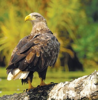 77
Цікаве про тварин Чернігівщини
 