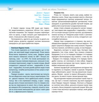 78 Цікаве про тварин Чернігівщини
Домен – Ядерні
Царство – Тварини
Тип – Хордові
Підтип – Черепні
Надклас – Щелепні
Клас – Птахи
В Україні відомо понад 400 видів цих тварин.
Усі видиптахівмають укорочене обтічне тіло, вкрите
пір’яним покривом. Їхні передні кінцівки перетвори-
лися на крила, а задні слугують для пересування по
землі, гілках рослин або плавання у воді.
Теплокровність, здатність до польоту та досить ви-
сокий рівень розвитку нервової системи визначили
своєрідність цієї групи хребетних тварин.
Зовнішня будова птахів.
Тіло птахів поділяють на ті самі відділи, що і в пла-
зунів, але хвостовий відділ укорочений. Птахи мають
більш-менш видовжену гнучку шию. Завдяки цьому
вони можуть повертати голову на 180° і більше (на-
приклад, сови - на 270°). На голові розташовані очі,
захищені трьома повіками (верхньою, нижньою та ми-
готливою перетинкою), ніздрі та слухові отвори. Дзьоб
складається з верхньої частини - наддзьобка та ниж-
ньої - піддзьобка. В основі дзьоба деяких видів птахів
(наприклад, голубів) розташована м’яка шкірна згорт-
ка - восковиця.
Передні кінцівки - крила, пристосовані до польоту.
На них збереглися лише три пальці, вкритішкірою. Пта-
хи - двоногі тварини. Ноги здебільшого мають чотири
пальці. Три з них спрямовані вперед, а один - назад.
Це дає змогу птахам охоплювати гілки та створює опо-
ру під час пересування по землі. Але у птахів, здатних
до швидкого бігу (наприклад, страусів), кількість паль-
ців на ногах може зменшуватись до трьох і навіть двох
(як-от, у африканського страуса).
Покриви тіла.
Птахи, як і плазуни, мають суху шкіру, майже по-
збавлену залоз. Лише над основою хвоста у багатьох
видів відкриваються протоки куприкової залози. Се-
кретом цієїзалози(жироподібною речовиною) птахи
змащують за допомогою дзьоба пір’яний покрив, що
робить його еластичним та водонепроникним.
Шкіра птахів утворює різноманітні рогові похідні:
це і вже відомі вам наддзьобок і піддзьобок, а також
кігті на кінцях пальців та рогові лусочки, що вкривають
нижню частину ніг. Похідним шкіри птахів є і різнома-
нітне пір’я. Пір’я, як і луски на ногах, складається з ро-
гоподібної речовини.
Окремі пера складаються зі стрижня, від якого в
обидва боки відходять численні тоненькі вирости - бо-
рідки. Сукупність борідок має назву опахало. Порожня
частина стрижня, заглиблена у шкіру, не має борідок.
Виділяють контурні та пухові пера. Контурні пера
вкривають тіло птаха ззовні. Їхнє опахало утворено
борідками 1-го та 2-го порядків. Борідки 1-го порядку
відходять безпосередньо від стрижня, а вже від них
- борідки 2-го порядку. Борідки 2-го порядку мають
дрібні гачечки, які зчеплюють їх між собою. Завдяки
цьому опахала контурних пер гнучкі, пружні, легкі та
майже непроникні для повітря.
Залежно від функцій і розташування контурних пер
їх поділяють на покривні, махові та рульові. Покривні
пера забезпечують захист тіла від механічних пошко-
джень. Махові - великі та пружні збільшують поверх-
ню крила. На хвості птахів є великі рульові пера.
Під контурними перами розташовані пухові пера та
пух. Це пір’я з тонким стрижнем, від якого відходять
лише борідки першого порядку. Оскільки ці борідки
не зчеплені між собою, щільного опахала пухові пера
не мають. Вони утворюють суцільний покрив. Між ним
і тілом птаха міститься прошарок повітря, який добре
утримує тепло.
 