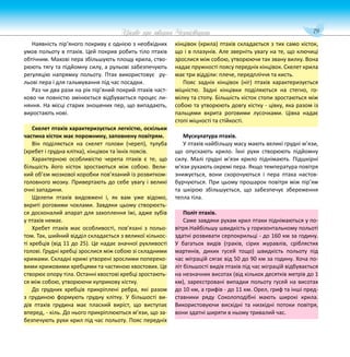 79
Цікаве про тварин Чернігівщини
Наявність пір’яного покриву є однією з необхідних
умов польоту в птахів. Цей покрив робить тіло птахів
обтічним. Махові пера збільшують площу крила, ство-
рюють тягу та підйомну силу, а рульові забезпечують
регуляцію напрямку польоту. Птах використовує ру-
льові пера і для гальмування під час посадки.
Раз чи два рази на рік пір’яний покрий птахів част-
ково чи повністю змінюється відбувається процес ли-
няння. На місці старих зношених пер, що випадають,
виростають нові.
Скелет птахів характеризується легкістю, оскільки
частина кісток має порожнину, заповнену повітрям.
Він поділяється на скелет голови (череп), тулуба
(хребет і грудна клітка), кінцівок та їхніх поясів.
Характерною особливістю черепа птахів є те, що
більшість його кісток зростаються між собою. Вели-
кий об’єм мозкової коробки пов’язаний із розвитком-
головного мозку. Привертають до себе увагу і великі
очні западини.
Щелепи птахів видовжені і, як вам уже відомо,
вкриті роговими чохлами. Завдяки цьому створюєть-
ся досконалий апарат для захоплення їжі, адже зубів
у птахів немає.
Хребет птахів має особливості, пов’язані з польо-
том. Так, шийний відділ складається з великої кількос-
ті хребців (від 11 до 25). Це надає значної рухливості
голові. Грудні хребці зрослися між собою зі складними
крижами. Складні крижі утворені зрослими попереко-
вими крижовими хребцями та частиною хвостових. Це
створює опору тіла. Останні хвостові хребці зростають-
ся між собою, утворюючи куприкову кістку.
До грудних хребців прикріплені ребра, які разом
з грудиною формують грудну клітку. У більшості ви-
дів птахів грудина має плаский виріст, що виступає
вперед, - кіль. До нього прикріплюються м’язи, що за-
безпечують рухи крил під час польоту. Пояс передніх
кінцівок (крила) птахів складається з тих само кісток,
що і в плазунів. Але зверніть увагу на те, що ключиці
зрослися між собою, утворюючи так звану вилку. Вона
надає пружності поясу передніх кінцівок. Скелет крила
має три відділи: плече, передпліччя та кисть.
Пояс задніх кінцівок (ніг) птахів характеризується
міцністю. Задні кінцівки поділяються на стегно, го-
мілку та стопу. Більшість кісток стопи зростаються між
собою та утворюють довгу кістку - цівку, яка разом із
пальцями вкрита роговими лусочками. Цівка надає
стопі міцності та стійкості.
Мускулатура птахів.
У птахів найбільшу масу мають великі грудні м’язи,
що опускають крило. Їхні рухи створюють підйомну
силу. Малі грудні м’язи крило піднімають. Підшкірні
м’язи рухають окремі пера. Якщо температура повітря
знижується, вони скорочуються і пера птаха настов-
бурчуються. При цьому прошарок повітря між пір’ям
та шкірою збільшується, що забезпечує збереження
тепла тіла.
Політ птахів.
Саме завдяки рухам крил птахи піднімаються у по-
вітря.Найбільшу швидкість у горизонтальному польоті
здатні розвивати серпокрильці - до 160 км за годину.
У багатьох видів (граків, сірих журавлів, сріблястих
мартинів, диких гусей тощо) швидкість польоту під
час міграцій сягає від 50 до 90 км за годину. Хоча по-
літ більшості видів птахів під час міграцій відбувається
на незначних висотах (від кількох десятків метрів до 1
км), зареєстровані випадки польоту гусей на висотах
до 10 км, а грифів - до 11 км. Орел, гриф та інші пред-
ставники ряду Соколоподібні мають широкі крила.
Використовуючи висхідні та низхідні потоки повітря,
вони здатні ширяти в ньому тривалий час.
 