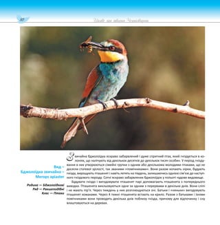 80 Цікаве про тварин Чернігівщини
вичайна бджолоїдка яскраво забарвлений і дуже спритний птах, який гніздується в ко-
лоніях, що налічують від декількох десятків до декількох тисяч особин. У період гнізду-
вання в них утворюються сімейні групки з одним або декількома молодими птахами, що не
досягли статевої зрілості, так званими «помічниками». Вони разом копають нірки, будують
гнізда, вирощують пташенят і навіть летять на південь, залишаючись однією сім’єю до наступ-
ного гніздового періоду. Сотні яскраво забарвлених бджолоїдок у польоті чудове видовище.
Будувати гніздо і вигодовувати пташенят парі допомагають пташенята з попереднього
виводка. Пташенята викльовуються одне за одним з перервами в декілька днів. Вони сліпі
і не мають пір’я. Через тиждень у них розплющуються очі. Батьки і «няньки» вигодовують
пташенят комахами. Через 4 тижні пташенята встають на крило. Разом з батьками і їхніми
помічниками вони проводять декілька днів поблизу гнізда, причому для відпочинку і сну
влаштовуються на деревах.
Вид –
Бджолоїдка звичайна –
Merops apiaster
Родина — Бджолоїдкові
Ряд — Ракшеподібні
Клас — Птахи
З
 