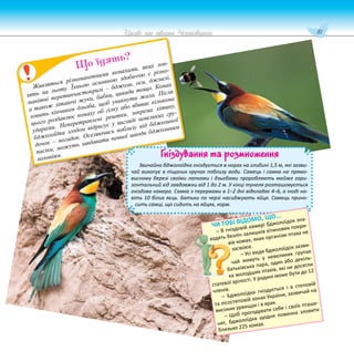 81
Цікаве про тварин Чернігівщини
р
Живляться різноманітними комахами, яких лов-
лять на льоту. Їхньою основною здобиччю є різно-
манітні перетинчастокрилі – бджоли, оси, джмелі,
а також літаючі жуки, бабки, цикади тощо. Комах
ловить кінчиком дзьоба, щоб уникнути жала. Після
цього роздавлює комаху об гілку або вбиває кількома
ударами. Неперетравлені рештки, зокрема хітину,
бджолоїдка згодом відригує у вигляді невеликих гру-
дочок – погадок. Оселяючись поблизу від бджолиної
пасіки, можуть завдавати певної шкоди бджолиним
колоніям.
Що їдять?
Гніздування та розмноження
Звичайна бджолоїдка гніздується в норах на глибині 1,5 м, які зазви-
чай викопує в піщаних кручах поблизу води. Самець і самка на прямо-
висному березі своїми лапками і дзьобами проробляють майже гори-
зонтальний хід завдовжки від 1 до 2 м. У кінці тунеля розташовується
гніздова камера. Самка з перервами в 1–2 дні відкладає 4–6, а іноді на-
віть 10 білих яєць. Батьки по черзі насиджують яйця. Самець прино-
сить самці, що сидить на яйцях, корм.
ЧИ ТОБІ ВІДОМО, ЩО...
– В гніздовій камері бджолоїдок зна-
ходять безліч залишків хітинових покри-
вів комах, яких організм птаха не
засвоює.
– Усі види бджолоїдок зазви-
чай живуть у невеликих групах
батьківська пара, один або декіль-
ка молодших птахів, які не досягли
статевої зрілості. У родині може бути до 12
членів.
– Бджолоїдка гніздується і в степовій
та лісостеповій зонах України, зазвичай на
високих урвищах і в ярах.
– Щоб прогодувати себе і своїх пташе-
нят, бджолоїдка щодня повинна зловити
близько 225 комах.
 