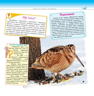 83
Цікаве про тварин Чернігівщини
Вальдшнеп переважно харчується дощовими
черв’яками та комахами. Особливу перевагу віддає
жукам і личинкам двокрилих (комарів, мух, мушок).
Вальдшнеп відшукує місця з м’якою і вологою землею
і немов зондує грунт, добуваючи потрібний корм. Він
занурює свій довгий дзьоб глибоко в землю, і, знайшов-
ши черв’яка, комаху або личинку, відкриває дзьоб, ха-
пає здобич і витягує її із землі.
Що їсть?
Розмноження
Токовий політ навесні відбувається увечері,
після заходу сонця. Невелика група самців літає
над деревами і видає своєрідне «хоркання», яке
звучить приблизно, як «кворр-кворр-кворр», і
особливе «цикання», що нагадує високе «тсик-
тсик». Будує гніздо, насиджує яйця і вигодовує
пташенят тільки самка, без допомоги партне-
ра. Самець у цей час намагається знайти ще одну
самку. У вальдшнепів розвинена полігамія. Самка
насиджує яйця 20–24 дні. У віці 3 тижнів пташе-
нята стають на крило, а у віці 6 тижнів вони
вже абсолютно самостійні.
ЧИ ТОБІ ВІДОМО, ЩО...
– Вальдшнеп один з не-
багатьох птахів, які в разі не-
безпеки переносять
пташенят в інше, без-
печніше місце.
– Це один з не-
багатьох представників
сивкоподібних, який
мешкає не біля води, а в лісі, по-
близу вологих місць.
– Завдяки своїм великим
очам вальдшнеп достатньо до-
бре бачить у темряві. Його очі
посаджені досить високо, тому
птах, навіть опустивши голову
під час пошуків корму, може по-
мітити потенційного ворога.
– Якщо поряд з гніздом
з’явиться ворог, вальдшнеп при-
кидається пораненим і намага-
ється відвести його подалі від
пташенят або яєць.
 