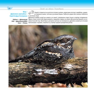 84 Цікаве про тварин Чернігівщини
Україні гніздиться на узліссях лісових галявин, вересових пустках і вирубках, надаю-
чи перевагу сухим і світлим сосновим борам. Набагато рідше його можна побачити
в листяних лісах.
Дрімлюги майже цілий рік живуть на самоті, утворюючи пари тільки в період гніздування.
Вдень птахи сплять або відпочивають, нерухомо сидячи на землі або розпластавшись на го-
ризонтальній гілці. Вилетівши у вечірніх сутінках на полювання, дрімлюга живиться нічними
метеликами і жуками, ловлячи їх у повітрі широко розкритим ротом.
Вид –
Дрімлюга звичайна –
Caprimulgus Europaeus
Родина — Дрімлюгові
Ряд — Дрімлюгоподібні
Клас — Птахи
В
 