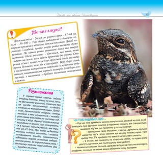 85
Цікаве про тварин Чернігівщини
Розмноження
У травні-червні самець займає
гніздову ділянку і, сівши на гілці, пень-
ку або іншому узвишші, оповіщає про
це сусідів монотонним «співом»,
схожим на муркотання кішки. Доміг-
шись прихильності подруги, самець
негайно з нею злучається, і незаба-
ром самка відкладає на листову під-
стилку 2 яйця. Функції гнізда виконує
заглибина в ґрунті, що утворюєть-
ся в процесі насиджування, яке три-
ває 16–21 днів. При появі небезпеки
малюки голосно шиплять і широко
розкривають дзьоби, намагаючись
відлякати ворога яскравим забарв-
ленням рота. За сприятливих умов і
достатку поживи пара робить два
виводки за сезон.
ЧИ ТОБІ ВІДОМО, ЩО...
– Під час піке дрімлюги можна почути звук, схожий на той, який
виходить при вдуванні повітря в порожню пляшку, він створюється
маховим пір’ям, що тремтить у потоці повітря.
– Захищаючи своїх пташенят, самець дрімлюги сильно
наїжачує пір’я і стає схожим на велику пухову кулю. При
цьому птах б’є крилами по землі і загрозливо шипить.
– У птахів, які полюють на літаючих комах, по краях рота
ростуть щетинки, які полегшують лов здобичі.
– Не маючи сильних пальців, дрімлюга сідає на гілку не впоперек,
а вздовж, оскільки не може міцно обхопити гілку лапками.
Довжина тіла – 26–28 см, розмах крил – 57–64 см,
вага – 50–100 г. Тіло дещо видовжене з довгими го-
стрими крилами і відносно довгим хвостом. Дзьоб ко-
роткий і слабкий, проте розріз рота виглядає дуже
великим. По кутах рота розвинені довгі та тверді
щетинки. Ноги маленькі - здається, що птах, який
сидить на землі, всім тілом припадає до ґрунту. Опе-
рення м’яке і пухке, через що дрімлюга іноді виглядає
трохи більшою, ніж він є насправді. Верх буро-сірий,
з численними поперечними плямами і смужками руду-
ватого, каштанового і чорного кольорів. Низ буро-вох-
ристий, з малюнком з дрібних темніших поперечних
смужок.
Як виглядає?
 