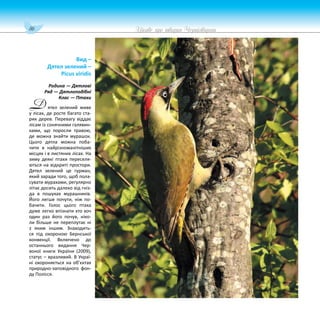 86 Цікаве про тварин Чернігівщини
ятел зелений живе
у лісах, де росте багато ста-
рих дерев. Перевагу віддає
лісам із сонячними галявин-
ками, що поросли травою,
де можна знайти мурашок.
Цього дятла можна поба-
чити в найрізноманітніших
місцях і в листяних лісах. На
зиму деякі птахи переселя-
ються на відкриті простори.
Дятел зелений це гурман,
який заради того, щоб пола-
сувати мурахами, регулярно
літає досить далеко від гніз-
да в пошуках мурашників.
Його легше почути, ніж по-
бачити. Голос цього птаха
дуже легко впізнати хто хоч
один раз його почув, ніко-
ли більше не переплутає ні
з яким іншим. Знаходить-
ся під охороною Бернської
конвенції. Включено до
останнього видання Чер-
воної книги України (2009),
статус – вразливий. В Украї-
ні охороняється на об’єктах
природно-заповідного фон-
ду Полісся.
Вид –
Дятел зелений –
Picus viridis
Родина — Дятлові
Ряд — Дятлоподібні
Клас — Птахи
Д
 