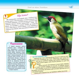 87
Цікаве про тварин Чернігівщини
Розмноження
У другій половині квітня
утворює пари і видовбує ду-
пла, переважно в м’яких по-
родах дерев. При влаштуванні
гнізда віддає перевагу старо-
му дуплу; одне й те саме дупло
може використовувати до 10
і більше років поспіль, хоча не
обов’язково одними і тими са-
мими птахами. Глибина дупла
30–50 см, діаметр 15–18 см.
Кладки з 2–8 яєць з’являються
у другій половині травня на по-
чатку червня. Яйця видовжені з
білою блискучою шкаралупою.
Пташенята залишають гніздо
в червні-жовтні.
ЧИ ТОБІ ВІДОМО, ЩО...
– Відомий нам стукіт, характерний для більшості дятлів це своє-
рідний спосіб спілкування цих птахів. Найчастіше стукіт можна по-
чути під час шлюбного періоду. Щоб здобути подібний звук,
дятел сильно вдаряє своїм міцним дзьобом по сухій гілці
дерева.
– Дятел зелений, крім мурашок та інших комах, харчуєть-
ся також лісовими плодами та насінням, які добуває своєрід-
ним способом за допомогою дзьоба він розширює щілини в
корі дерев і розташовує там шишки, щоб потім було зручніше витягати
з них смачне насіння.
– Взимку дятел відшукує їжу, що перебуває глибоко під снігом.
Він надзвичайно ненаситний птах. Улюблені його
ласощі мурахи, яких він поїдає у великій кількості. Він
знаходить мурашник, підлітає до нього, розкопує ямку
глибиною близько восьми сантиметрів і чекає. Му-
рашок, які виходять із отвору назовні, він попросту
злизує своїм довгим липким язиком. І хоча мурашки це
улюблена їжа дятлів, вони живляться й іншими кома-
хами.
Що їсть?
 