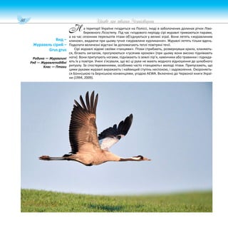 88 Цікаве про тварин Чернігівщини
а території України гніздиться на Поліссі, іноді в заболочених долинах річок Ліво-
бережного Лісостепу. Під час гніздового періоду сірі журавлі тримаються парами,
а на час сезонних перельотів птахи об’єднуються у великі зграї. Вони летять «журавлиним
клином», видаючи при цьому гучне «журавлине курликання». Журавлі летять тільки вдень.
Подолати величезні відстані їм допомагають теплі повітряні течії.
Сірі журавлі відомі своїми «танцями». Птахи стрибають, розвернувши крила, кланяють-
ся, бігають зигзагом, прогулюються «гусячим кроком» (при цьому вони високо піднімають
ноги). Вони притупують ногами, піднімають із землі пір’я, камінчики або травинки і підкида-
ють їх у повітря. Учені з’ясували, що всі ці рухи не мають жодного відношення до шлюбного
ритуалу. За спостереженнями, особливо часто «танцюють» молоді птахи. Припускають, що
цими рухами журавлі виражають і найвищий ступінь неспокою, і задоволення. Охороняєть-
ся Боннською та Бернською конвенціями, угодою AEWA. Включено до Червоної книги Украї-
ни (1994, 2009).
Вид –
Журавель сірий –
Grus grus
Родина — Журавлині
Ряд — Журавлеподібні
Клас — Птахи
Н
 