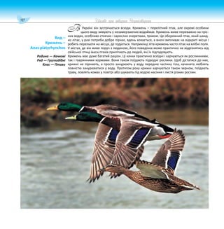 90 Цікаве про тварин Чернігівщини
Україні він зустрічається всюди. Крижень – перелітний птах, але окремі особини
цього виду зимують у незамерзаючих водоймах. Крижень живе переважно на пріс-
них водах, особливо стоячих і зарослих очеретами, травою. Це обережний птах, який швид-
ко літає, у разі потреби добре пірнає, вдень ховається, а вночі випливає на відкриті місця і
робить перельоти на місця, де годується. Наприкінці літа крижень часто літає на хлібні поля.
У містах, де він живе поруч з людиною, його поведінка може практично не відрізнятись від
свійської птиці маси птахів прилітають до людей, які їх підгодовують.
Крижень має дуже багатий раціон. Ці качки практично всеїдні і харчуються як рослинними,
так і тваринними кормами. Вони також поїдають підводні рослини. Щоб дістатися до них,
крижні не пірнають, а просто занурюють у воду передню частину тіла, каченята люблять
повністю занурюватися у воду. Протягом року крижні харчуються також зерном, поїдають
траву, ловлять комах у повітрі або шукають під водою насіння і листя різних рослин.
Вид –
Крижень –
Anas platyrhynchos
Родина — Качкові
Ряд — Гусеподібні
Клас — Птахи
В
 