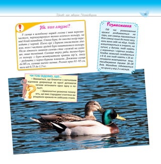 91
Цікаве про тварин Чернігівщини
Розмноження
Під час розмноження
крижні розбиваються на
пари, але самець тримається
біля самиці лише до того часу,
коли вона сяде на яйця. Гніздо
влаштовується в очереті, на
купині, у дуплах, іноді навіть
у воронячих і сорочих гніздах.
Кладка зазвичай складається
з 6–8, але іноді навіть з 16 зе-
ленувато-жовтуватих яєць.
Насиджування триває 26–28
днів. Молодняк піднімається
на крило у віці 2-х місяців.
ЧИ ТОБІ ВІДОМО, ЩО...
– Вважається, що блакитне з металевим
відливом дзеркальце на крилі допомагає
качкам впізнавати одна одну в по-
льоті.
– Археологічні розкопки показу-
ють, що вже стародавні єгиптяни ви-
рощували крижнів як свійських птахів.
У самця в шлюбному наряді голова і шия перелив-
частого, перламутрового темно-зеленого кольору, на
шиї білий нашийник. Спина бура, до хвоста колір пере-
ходить у чорний. Плечі сірі з бурими хвилястими ліні-
ями, воло і частина грудей буро-каштанового кольору.
Після літнього линяння самець стає схожий на сами-
цю, лише темніший. Самиця зверху ряба, темно-буро-
го кольору з буро-жовтуватими краями пір’я, знизу
– рудувата з чорно-бурими плямами. Довжина самця
до 60 см, самиця значно менша. Розмах крил 81–95 см,
вага від 0,75 до 1,5 кг.
Як виглядає?
 