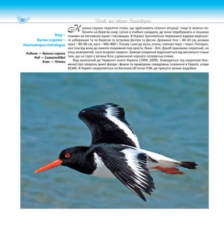92 Цікаве про тварин Чернігівщини
улики-сороки перелітні птахи, що здійснюють сезонні міграції. Іноді їх можна по-
бачити на берегах озер і річок в глибині суходолу, де вони перебувають в пошуках
поживи на заплавних луках і пасовищах. В Україні трапляються переважно вздовж морсько-
го узбережжя та по берегах та островах Дніпра та Десни. Довжина тіла – 40–45 см, розмах
крил – 80–86 см, вага – 400–800 г. Голова і шия до вола, спина, плечові пера – чорні. Поперек,
низ тіла від вола до нижніх покривних пер хвоста, боки – білі. Дзьоб оранжево-червоний, на
кінці жовтуватий; ноги яскраво-червоні. Зимове оперення відрізняється від весняного тільки
тим, що на горлі є велика біла з домішкою чорного поперечна пляма.
Вид занесений до Червоної книги України (1994, 2009). Знаходиться під охороною Кон-
венції про охорону дикої флори і фауни та природних середовищ існування в Європі, угоди
AEWA. В Україні охороняється на багатьох об’єктах ПЗФ, де присутні великі водойми.
Вид –
Кулик-сорока –
Haematopus ostralegus
Родина — Кулики-сороки
Ряд — Сивкоподібні
Клас — Птахи
К
 