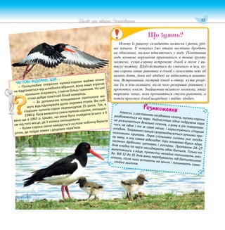 93
Цікаве про тварин Чернігівщини
Розмноження
Навесні, з настанням гніздового сезону, кулики-сороки
розбиваються на пари. Найчастіше одна подружня пара
не розлучається декілька сезонів, з року в рік повертаю-
чись на одне і те ж саме місце, і користуючись старим
гніздом. Токування самців супроводжується гучними про-
низливими криками. Пара спільними силами риє гніздо-
ву ямку, в яку самка відкладає три оливково-бурих яйця,
засіяних дрібними цятками і рисками. Протягом 24–27
днів кладку по черзі насиджують обоє батьків. Тільки-но
вилупившись з яйця, пуховички негайно полишають гніз-
до. Від 32 до 35 днів вони перебувають під батьківською
опікою, після чого встають на крило і починають само-
стійне життя.
ЧИ ТОБІ ВІДОМО, ЩО...
– Позашлюбне оперення кулика-сороки майже нічим
не відрізняється від шлюбного вбрання, воно лише втрачає
колишню яскравість, стаючи більш тьмяним. На шиї
птаха добре помітний білий комірець.
– За допомогою кільцювання орнітологи мо-
жуть відслідковувати долю окремих птахів. Вік най-
старіших куликів-сорок перевищував 35 років. Так, в
1980 р. була виявлена самка кулика-сороки, окільцьо-
вана ще в 1963 р. Цікаво, що вона була знайдена всього в 6
км від того місця, де її колись окільцювали.
– Кулик-сорока охоче навідується на поля поблизу берегів
річок, де поїдає комах і дощових черв’яків.
Р
Р
Р
Р
Роз
Основу їх раціону складають молюски і рачки, рід-
ше комахи. У пошуках їжі птахи неспішно бродять
на обмілинах, пильно вдивляючись у воду. Помітивши
ледь вловиме ворушіння прихованого в товщі ґрунту
молюска, кулик-сорока встромляє дзьоб в пісок і ви-
тягує поживу. Щоб дістатись до смачного м’яса, ку-
лик-сорока хапає раковину в дзьоб і гамселить нею об
камінь доти, доки від здобичі не відколеться шмато-
чок. Встромивши гострий дзьоб в отвір, кулик розрі-
зає їм м’язи-замикачі, після чого розкриває раковину і
проковтує вміст. Знайшовши великого молюска, птах
терпляче чекає, коли прочиняться стулки раковини, а
потім просовує дзьоб всередину і виїдає здобич.
Що їдять?
 