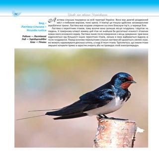 94 Цікаве про тварин Чернігівщини
астівка сільська поширена на всій території України. Вона має довгий роздвоєний
хвіст з глибоким вирізом, тонкі крила. У повітрі ця пташка здійснює запаморочливі
акробатичні трюки. Ластівка має яскраве оперення на спині блискуче пір’я, а черевце біле.
Ластівка є перелітним птахом, тому восени вона залишає місця гніздувань і відлітає на
південь. У помірному кліматі взимку цей птах не знайшов би достатньої кількості літаючих
комах свого основного корму. Ластівка линяє після повернення з місць зимування. Цим вона
відрізняється від більшості інших перелітних птахів, линька в яких відбувається відразу ж
після гніздування. Перед осінніми перельотами сільські ластівки об’єднуються у великі зграї,
які можуть нараховувати декілька сотень, а іноді й тисяч птахів. Трапляється, що інколи птахи
змушені ночувати прямо в заростях очерету або на проводах ліній електропередач.
Вид –
Ластівка сільська –
Hirundo rustica
Родина — Ластівкові
Ряд — Горобцеподібні
Клас — Птахи
Л
 