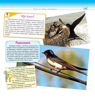 95
Цікаве про тварин Чернігівщини
Розмноження
Шлюбний період у ластівок починається в
травні. Під час спорудження гнізда обидва пта-
хи збирають маленькі грудочки землі і змочу-
ють їх слиною. З цього матеріалу самка формує
гніздо у вигляді чашки, яке облаштовують оби-
два птахи. Пташенята викльовуються через
13–18 днів. Корм для них добуває як самка, так
і самець. У сприятливий рік ластівки можуть
гніздуватися двічі або навіть тричі.
Їжа сільських ластівок складається виключно з до-
бре літаючих комах: мух і комарів, жуків, метеликів,
бабок. Часто, літаючи понад землею, пташки на льо-
ту схоплюють комах із землі павуків і гусениць. Лас-
тівка, що годує пташенят, приносить у гніздо безліч
комах, яких утримує в стравоході. Одна батьківська
пара протягом дня повинна принести у гніздо, де їх
чекають 5 голодних пташенят, приблизно 400 таких
порцій.
Що їсть?
ЧИ ТОБІ ВІДОМО, ЩО...
– Лише недавно, завдяки кільцюванню
птахів, було підтверджено, що ластівки,
які проводять літо в Центральній
Європі, відлітають на зимування
до Південної Африки.
– Під час перебування на міс-
цях зимування (в Африці) ластівки
харчуються не тільки літаючими ко-
махами, але й мурашками.
– Ластівки поширені по всьому конти-
ненту (крім Антарктиди та Австралії).
 