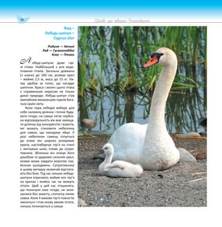 96 Цікаве про тварин Чернігівщини
Вид –
Лебідь-шипун –
Cygnus olor
Родина — Качині
Ряд — Гусакоподібні
Клас — Птахи
ебеді-шипуни дуже гар-
ні птахи. Найбільший з усіх водо-
плавних птахів. Загальна довжина
(з шиєю) до 160 см, розмах крил
– майже 2,5 м, маса до 15 кг. На-
зву здобув за голос, що нагадує
шипіння. Краса і велич цього птаха
є справжньою окрасою не тільки
дикої природи. Лебідь-шипун став
звичайним мешканцем парків бага-
тьох країн світу.
Коли пара лебедів вибере для
себе належну ділянку і почне буду-
вати гніздо, на самця лягає серйоз-
на відповідальність він має захища-
ти ділянку від конкурентів і ворогів,
які можуть становити небезпеку
для самки, що насиджує яйця. У
разі небезпеки самець готується
до атаки він широко розкриває
крила, настовбурчує пір’я на спині
і, вигнувши шию, пливе до супро-
тивника. Зблизька він атакує його
дзьобом та ударами сильних крил,
якими може завдати ворогові сер-
йозних ушкоджень. Супротивники
в цьому випадку зазвичай відступа-
ють без бою. Під час линьки лебеді-
шипуни втрачають майже все пір’я
на крилах і якийсь час не можуть
літати. Щоб у цей час пташенята,
що покинули своє гніздо, не зали-
шилися без захисту, спочатку линяє
самка. Коли її махове пір’я повністю
зміниться і птах знову зможе літати,
линька починається у самця.
Л
 