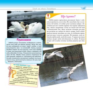 97
Цікаве про тварин Чернігівщини
Розмноження
Лебеді-шипуни починають гніздуватися в квітні,
часто коли вода ще вкрита кригою. Місце для гніз-
да вони вибирають на землі, поряд з водою, а іноді
влаштовують його і на мілководді. Самець вириває
дзьобом очерет та інші рослини, після чого передає
їх самці, яка влаштовує гніздо. Самка з перервою в 48
годин відкладає 5–8 яєць. Пташенята вилуплюються
через 36 днів. Обидва птахи уважно ставляться до
своїх малюків, годують їх і захищають від небезпеки.
На воду пташенята спускаються невдовзі після вилу-
плення з яєць, проте ростуть повільно і до зими пере-
бувають з батьками.
Лебідь-шипун харчується рослинною їжею і году-
ється протягом усього дня. Він знаходить їжу в осно-
вному під водою, де поїдає різні частини водних і бо-
лотяних рослин і навіть вириває їхні корінці. Шукаючи
їжу, птахи занурюють голову на довгій шиї під воду
і обстежують дно. Вони можуть дістати рослини,
що ростуть на глибині до одного метра. Іноді лебеді-
шипуни також виходять на сушу, де поїдають траву,
інші рослини і колоски зернових. Як виняток, вони по-
їдають дрібну рибу, жаб або комах. У парках та інших
людних місцях люди підгодовують їх хлібом. В таких
місцях хліб складає основну частину раціону цих пта-
хів.
Що їдять?
ЧИ ТОБІ ВІДОМО, ЩО...
– Оперення лебедя-шипуна склада-
ється майже з 25 тисяч пір’їнок.
– Лебідь-шипун є одним із най-
важчих літаючих птахів. Іноді
маса більших самців може дося-
гати навіть 20 кг.
– Дорослий лебідь-шипун з’їдає
за день майже 4 кг їжі.
– Може ударом крила вбити лисицю чи
єнотовидного собаку, які наблизилися до
виводка.
 