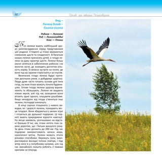 98 Цікаве про тварин Чернігівщини
Вид –
Лелека білий –
Ciconia ciconia
Родина — Лелекові
Ряд — Лелекоподібні
Клас — Птахи
ілі лелеки мають найбільший аре-
ал розповсюдження серед представників
цієї родини. У Європі ці птахи вважаються
символом щастя та плодючості. В багатьох
казках лелеки приносять дітей, а гніздо ле-
леки на даху гарантує щастя. Лелеки більш
охоче селяться в заболочених районах і на
вологих лугах, де знаходять достатню кіль-
кість корму. Їх можна зустріти на полях, де
вони під час оранки «простують» за плугом.
Величезне гніздо лелека будує протя-
гом декількох років, а добудовує щорічно.
Люди дуже часто готують основи для їхніх
гнізд, на яких птахи можуть почати будівни-
цтво. Готове гніздо лелеки щороку віднов-
люють та збільшують. Лелеки не видають
ніяких звуків, але під час залицяння вони
вітають одне одного, клацаючи дзьобами.
Якщо неподалік від гнізда з’являться інші
лелеки, господарі клекочуть.
В кінці серпня пташенята з нового ви-
водка, як і дорослі лелеки, покидають міс-
ця гніздівлі. Вони збираються у великі зграї
і готуються до дальньої подорожі. Ці пер-
наті мають природжене відчуття навігації.
На місця зимівель, розташовані на відста-
ні близько 8 тис. км, птахи летять тією са-
мою дорогою, що і батьки минулого року.
За день птахи долають до 200 км. Під час
подорожі використовують запаси жиру,
накопичені влітку. Лелеки можуть літати
різними способами: бережуть сили, вико-
ристовуючи висхідні потоки повітря, і тоді
вітер несе їх у потрібному напрямі, але під
час звичайного польоту роблять 2 помахи
крилами за секунду.
Б
 