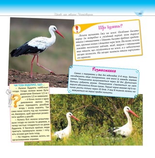 99
Цікаве про тварин Чернігівщини
Лелеки шукають їжу на землі. Особливо багато
корму їм потрібно в гніздовий період, коли дорослі
птахи і пташенята з’їдають багато дрібних хребет-
них, крупних комах і дощових черв’яків. На полях лелеки
ловлять маленьких зайчат, жаб, ящірок і пташенят
тих птахів, що гніздуються на землі, а у заболочених
місцях молюсків. На місцях зимівель птахи харчують-
ся сараною.
Що їдять?
ЧИ ТОБІ ВІДОМО, ЩО...
– Лелеки будують найбільші
гнізда. Гніздо лелеки може бути
діаметром близько 1,5 м і
досягати 1,5 м заввишки.
– У білих лелек є одна
дивовижна звичка: їжу
вони підкидають дзьобом
вгору і знову ловлять. Так
само вони чинять під час полюван-
ня, ймовірно, щоб зручніше розміс-
тити здобич у дзьобі.
– Колись білі лелеки влаштову-
вали гнізда на скелях та деревах, а
тепер частіше гніздуються на дахах
будинків. У багатьох країнах люди
прагнуть привернути лелек і готу-
ють основи для їхніх гнізд.
– На південь лелеки летять не-
організованими зграями.
Розмноження
Самка з перервами у два дні відкладає 3–6 яєць. Батьки
насиджують яйця поперемінно, але вночі їх завжди зігріває
самка. Пташенята вилуплюються через 32 дні. Дитинчат
батьки годують разом. Пташенята з’являються на світ
вкриті абсолютно білим пухом. Перше чорне махове пір’я по-
чинає рости тільки через 10 днів. У віці 8 тижнів лелеки на-
важуються на перші пробні польоти.
 