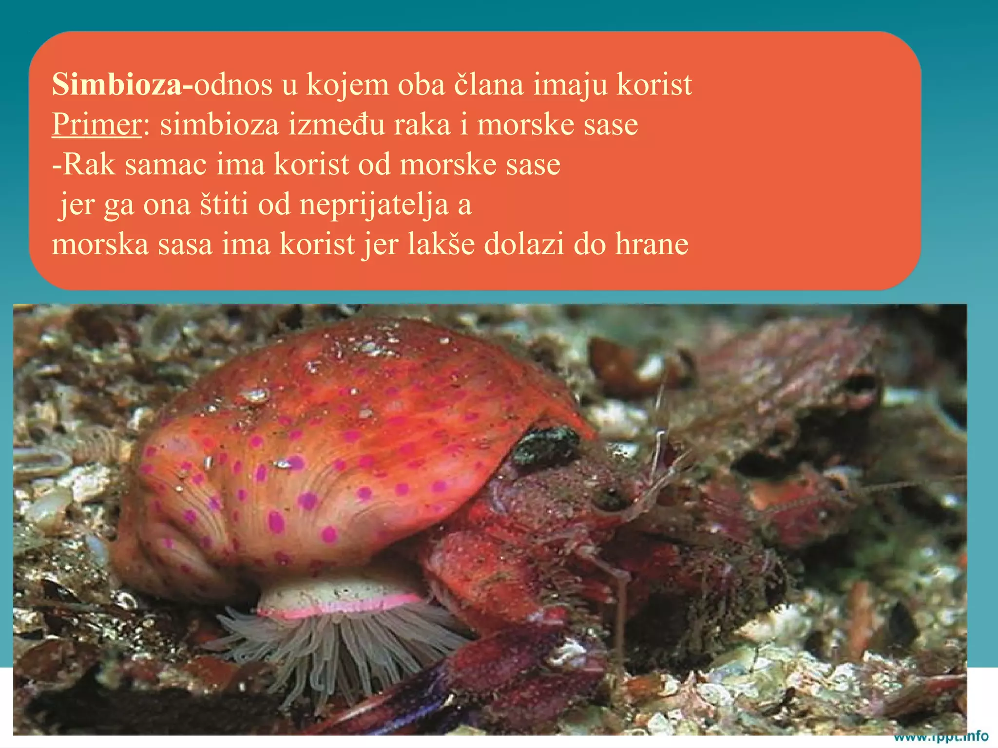 Simbioza-odnos u kojem oba člana imaju korist
Primer: simbioza između raka i morske sase
-Rak samac ima korist od morske sase
jer ga ona štiti od neprijatelja a
morska sasa ima korist jer lakše dolazi do hrane
 