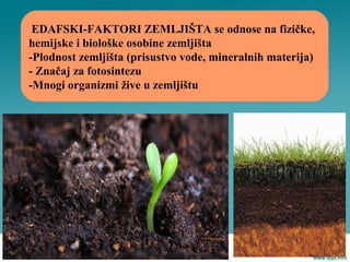 EDAFSKI-FAKTORI ZEMLJIŠTA se odnose na fizičke,
hemijske i biološke osobine zemljišta
-Plodnost zemljišta (prisustvo vode, mineralnih materija)
- Značaj za fotosintezu
-Mnogi organizmi žive u zemljištu
 