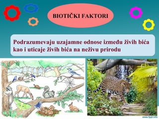 BIOTIČKI FAKTORI
Podrazumevaju uzajamne odnose između živih bića
kao i uticaje živih bića na neživu prirodu
 