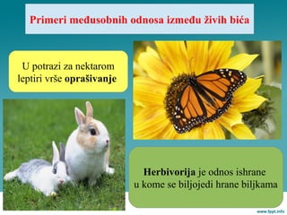 Primeri međusobnih odnosa između živih bića
Herbivorija je odnos ishrane
u kome se biljojedi hrane biljkama
U potrazi za nektarom
leptiri vrše oprašivanje
 