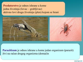 Predatorstvo je odnos ishrane u kome
jedna životinja (lovac – grabljivac)
aktivno lovi drugu životinju (plen) kojom se hrani
Parazitizam je odnos ishrane u kome jedan organizam (parazit)
živi na račun drugog organizma (domaćin
 