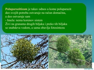 Poluparazitizam je takav odnos u kome poluparazit
deo svojih potreba ostvaruje na račun domaćina,
a deo ostvaruje sam
- Imela: nema korenov sistem
Živi na granama drugih biljaka i preko tih biljaka
se snabdeva vodom, a sama obavlja fotosintezu
 