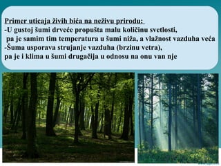 Primer uticaja živih bića na neživu prirodu:
-U gustoj šumi drveće propušta malu količinu svetlosti,
pa je samim tim temperatura u šumi niža, a vlažnost vazduha veća
-Šuma usporava strujanje vazduha (brzinu vetra),
pa je i klima u šumi drugačija u odnosu na onu van nje
 