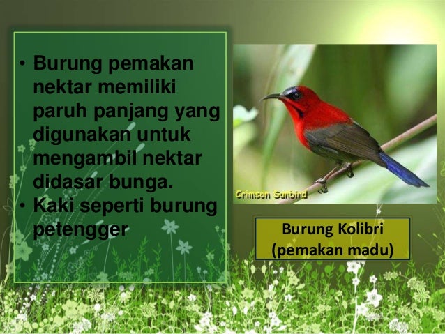 Ekomorfo Dan Ekofisio Hewan