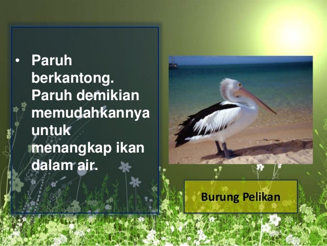 Ekomorfo Dan Ekofisio Hewan