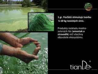 1 gr. Fosfátů stimuluje tvorbu
5-10 kg toxických sinic.
Produkty rozkladu modro-
zelených řás (amoniak a
sirovodík) ničí všechny
obyvatele ekosystému.
 