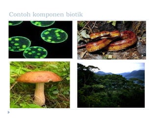 Contoh komponen biotik
 