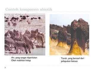 Contoh komponen abiotik




  Air, yang sangat diperlukan   Tanah, yang berasal dari
  Oleh makhluk hidup            pelapukan batuan
 