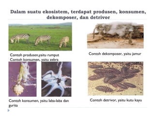 Dalam suatu ekosistem, terdapat produsen, konsumen,
             dekomposer, dan detrivor




Contoh produsen,yaitu rumput           Contoh dekomposer, yaitu jamur
Contoh konsumen, yaitu zebra




Contoh konsumen, yaitu laba-laba dan   Contoh detrivor, yaitu kutu kayu
gurita
 