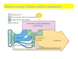 Aliran energi dalam rantai makanan
 