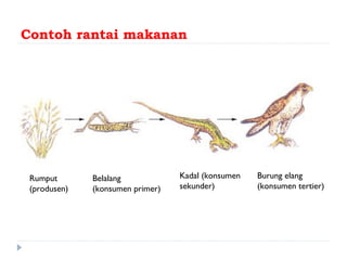Contoh rantai makanan




 Rumput       Belalang            Kadal (konsumen   Burung elang
 (produsen)   (konsumen primer)   sekunder)         (konsumen tertier)
 